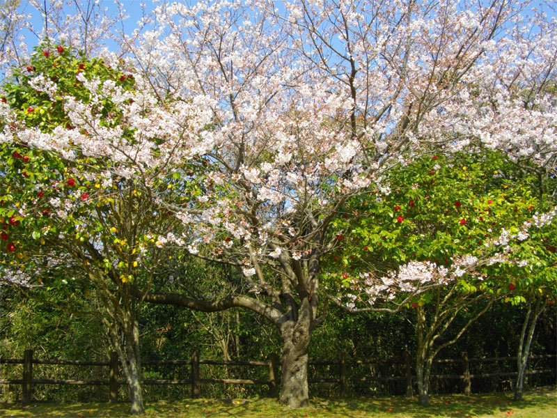 本宮公園の桜
